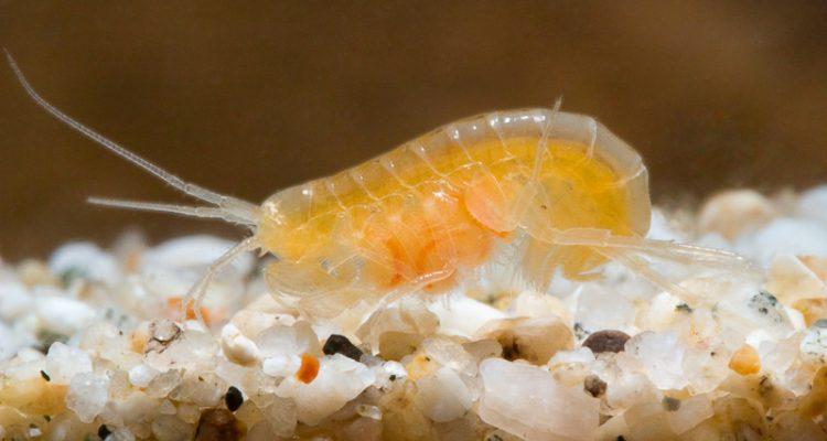Stygobromus (=Stygonectes) pecki