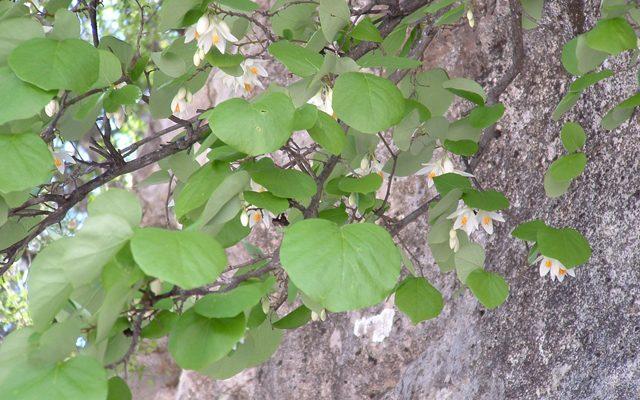 Styrax texanus