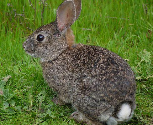 Sylvilagus bachmani riparius