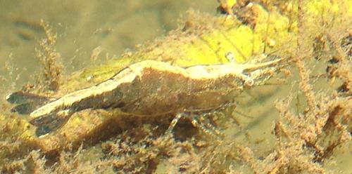 Syncaris pacifica