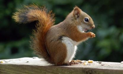 Tamiasciurus hudsonicus grahamensis