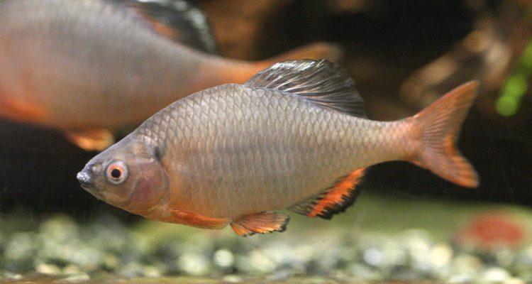 Tanakia tanago