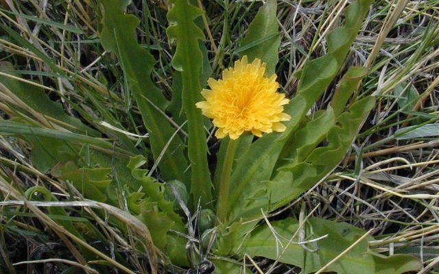 Taraxacum californicum