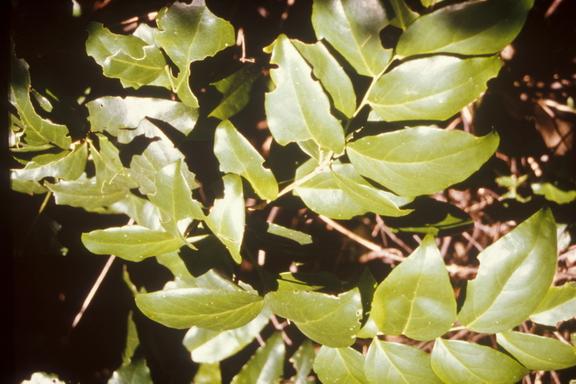Ternstroemia subsessilis