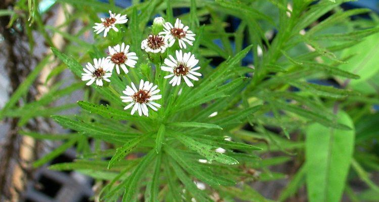 Tetramolopium lepidotum ssp. lepidotum