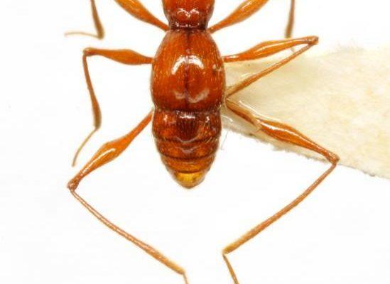 Texamaurops reddelli