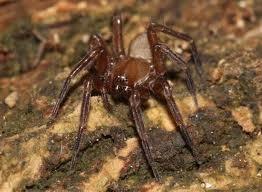 Texella cokendolpheri