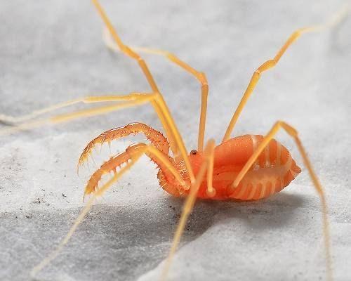 Texella reyesi