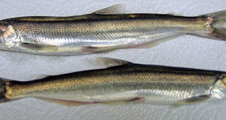 Thaleichthys pacificus
