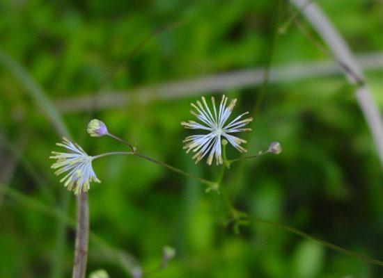 Thalictrum cooleyi