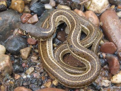 Thamnophis eques megalops