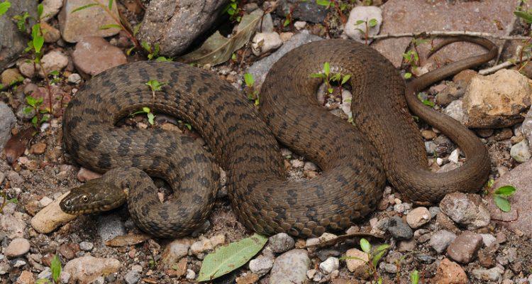 Thamnophis rufipunctatus