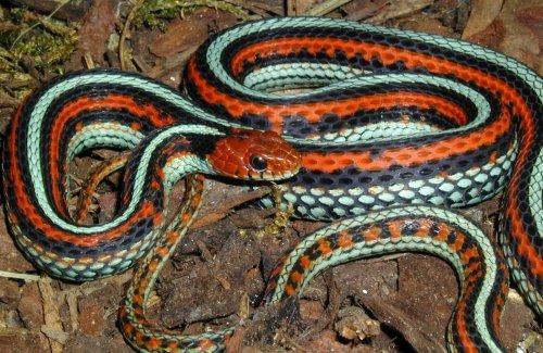 Thamnophis sirtalis tetrataenia