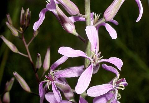 Thelypodium howellii spectabilis