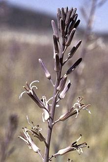 Thelypodium stenopetalum