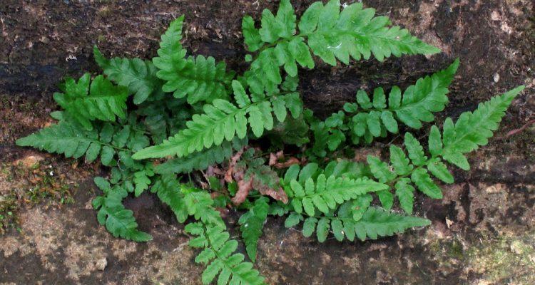 Thelypteris pilosa var. alabamensis