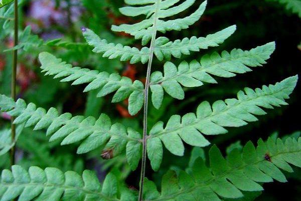 Thelypteris yaucoensis