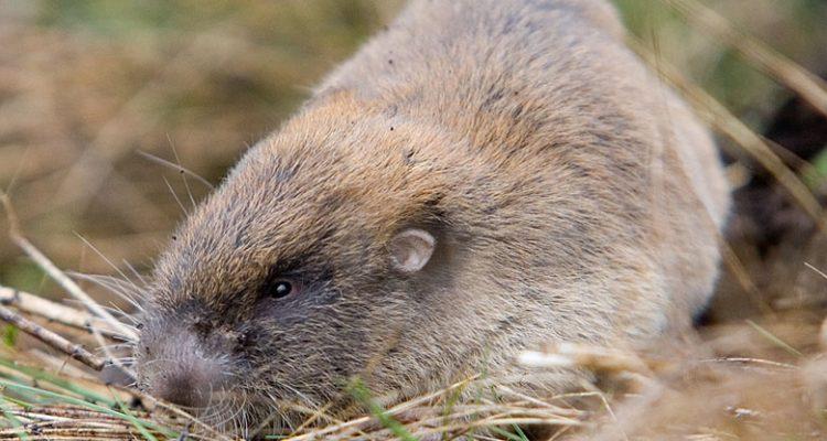 Thomomys mazama glacialis