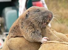 Thomomys mazama pugetensis