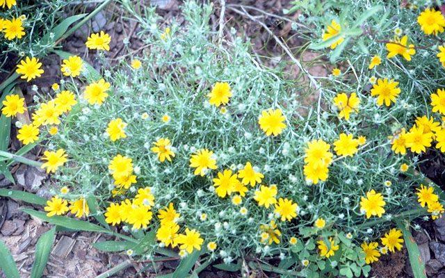 Thymophylla tephroleuca