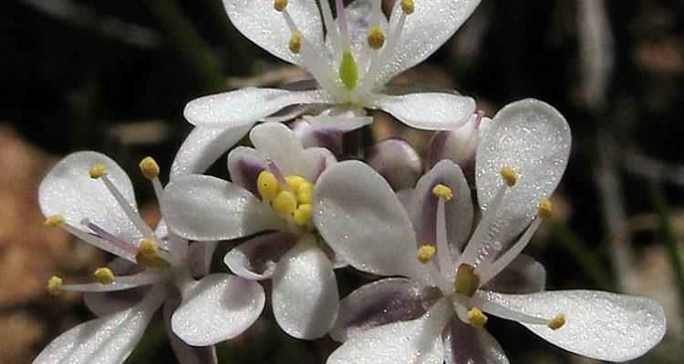 Thysanocarpus conchuliferus