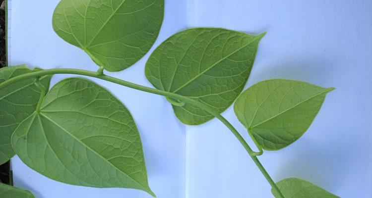 Tinospora homosepala