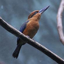 Todiramphus cinnamominus