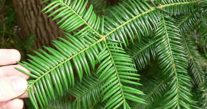 Torreya taxifolia