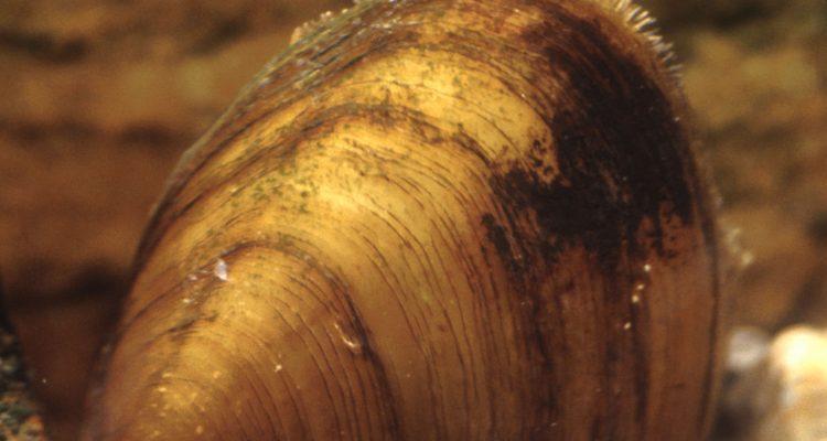 Toxolasma cylindrellus