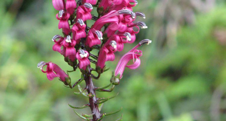 Trematolobelia singularis
