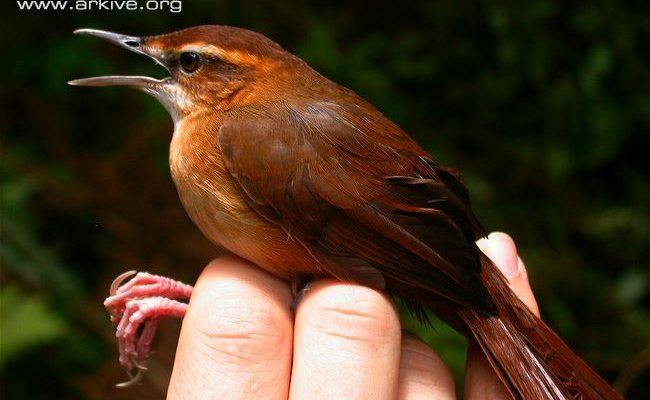 Trichocichla rufa