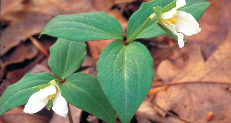 Trillium persistens