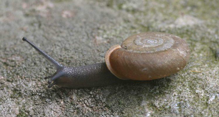 Triodopsis platysayoides
