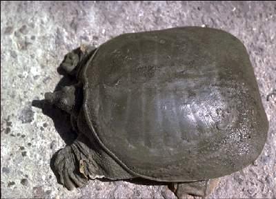 Trionyx gangeticus