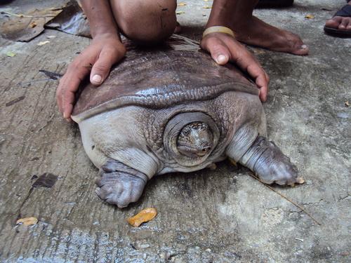 Trionyx hurum