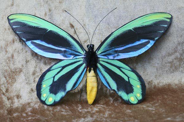 Troides alexandrae