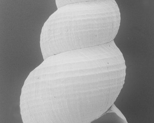 Tryonia circumstriata (=stocktonensis)