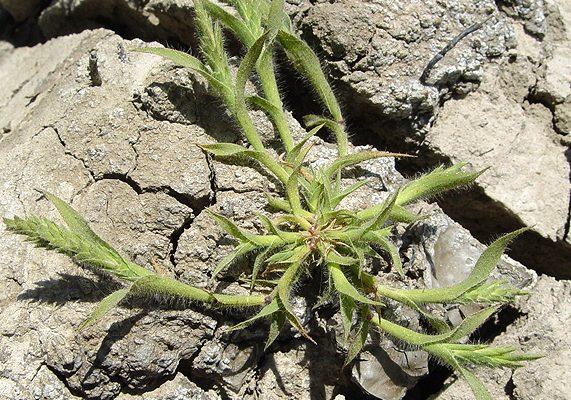 Tuctoria mucronata