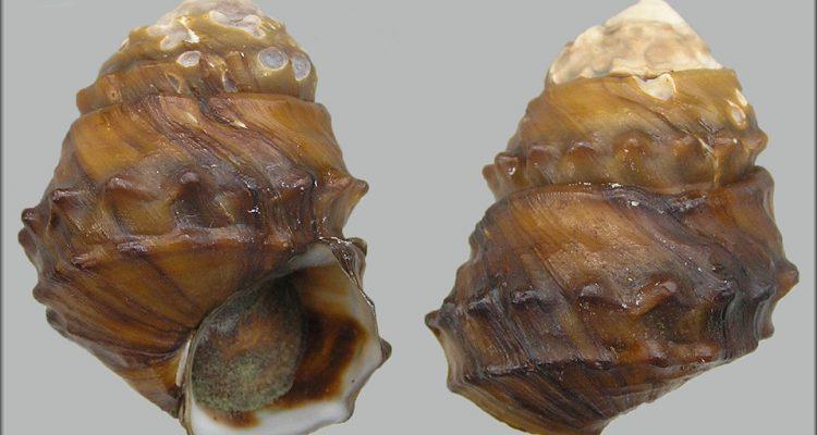 Tulotoma magnifica