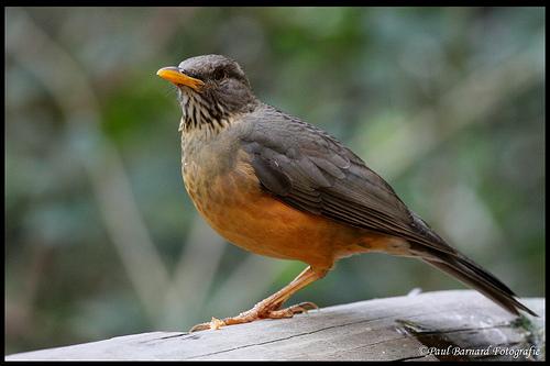 Turdus olivaceus helleri