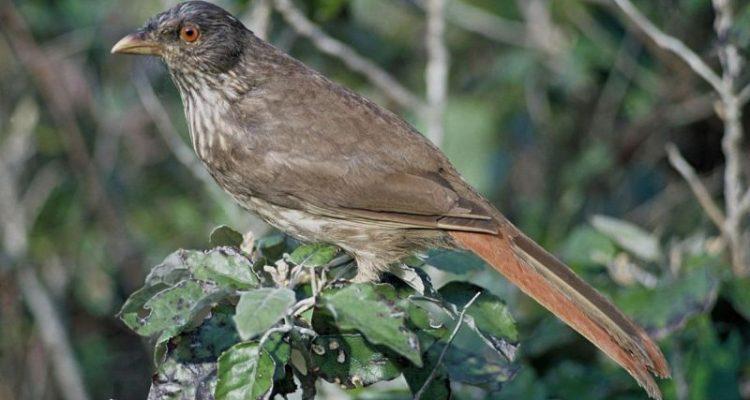 Turnagra capensis