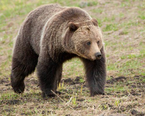 Ursus arctos