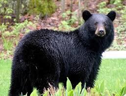 Ursus thibetanus gedrosianus