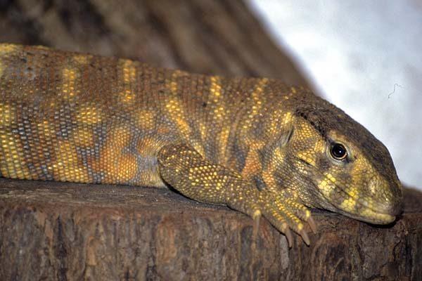 Varanus flavescens