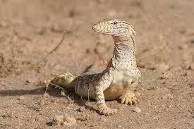 Varanus griseus