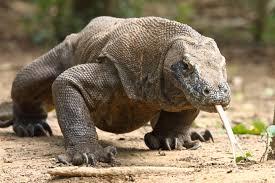 Varanus komodoensis