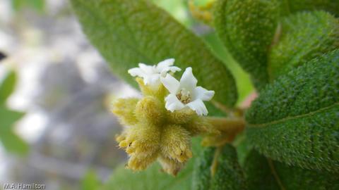Varronia rupicola