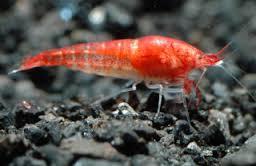 Vetericaris chaceorum