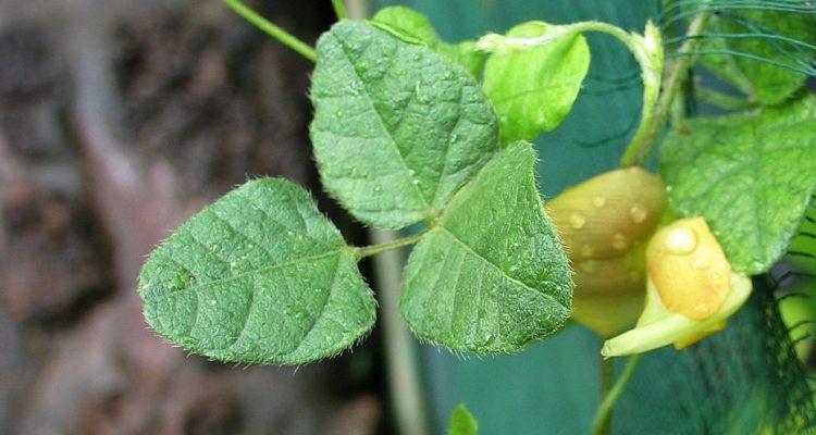 Vigna o-wahuensis