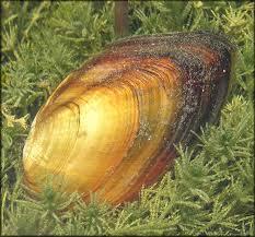 Villosa choctawensis